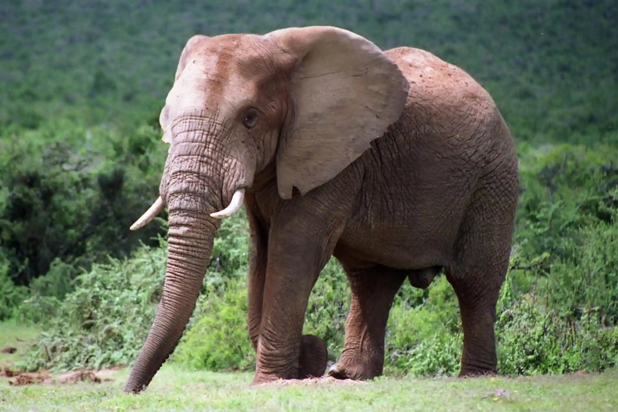 Incredible Facts About Elephants | Elephants Watching in Africa’s National Parks