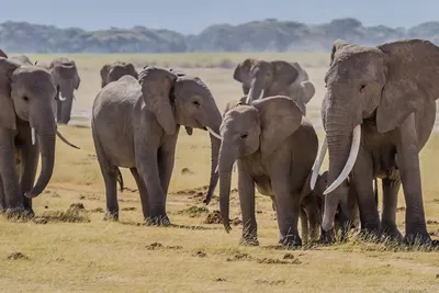 Incredible Facts About Elephants | Elephants Watching in Africa’s National Parks