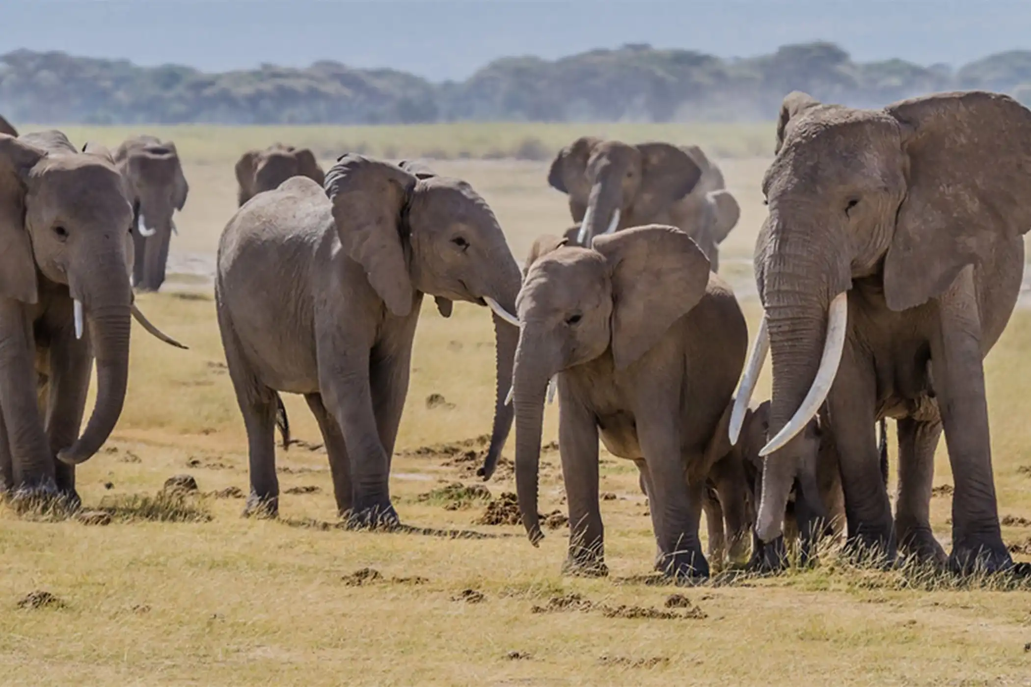 Incredible Facts About Elephants | Elephants Watching in Africa’s National Parks