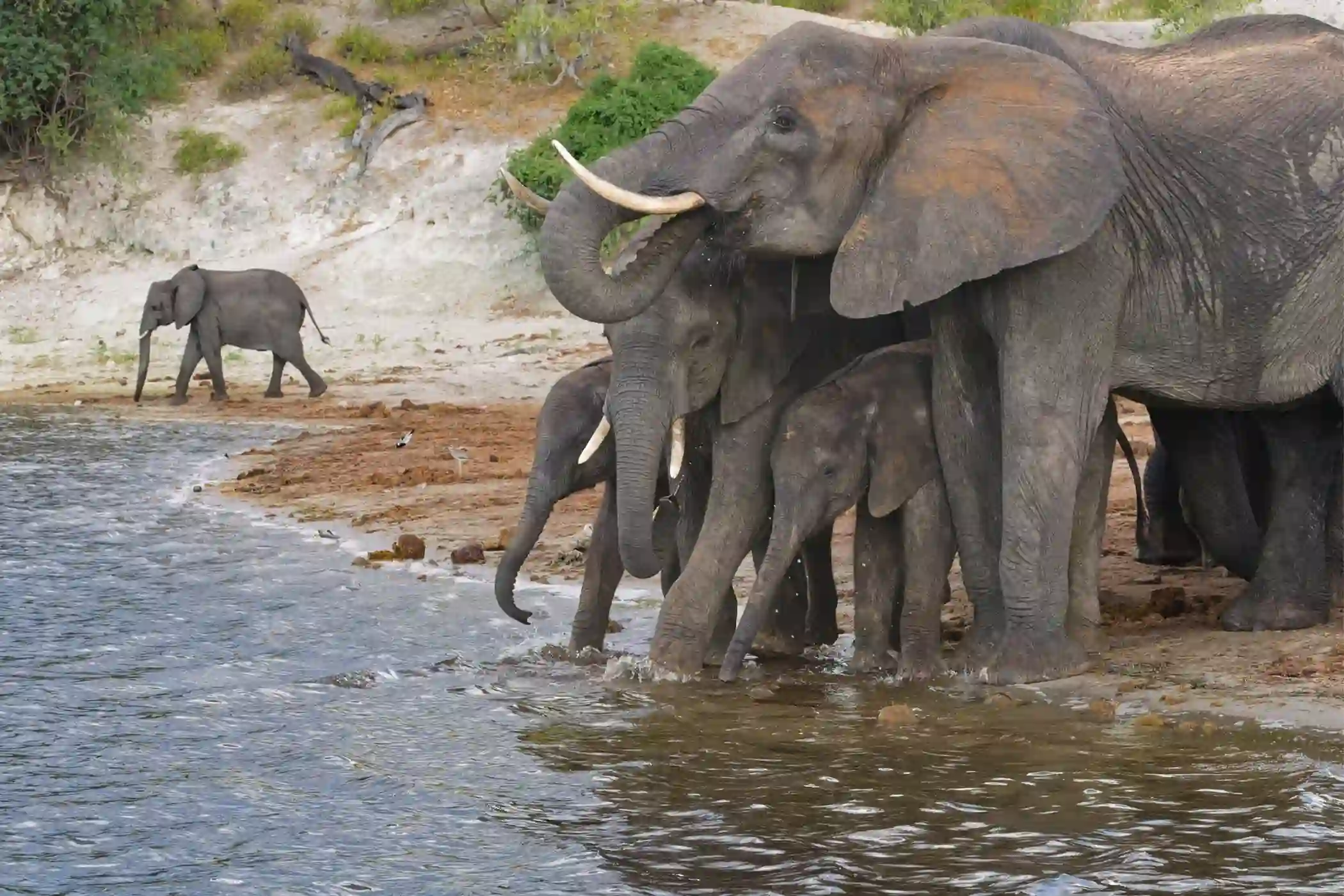 Incredible Facts About Elephants | Elephants Watching in Africa’s National Parks