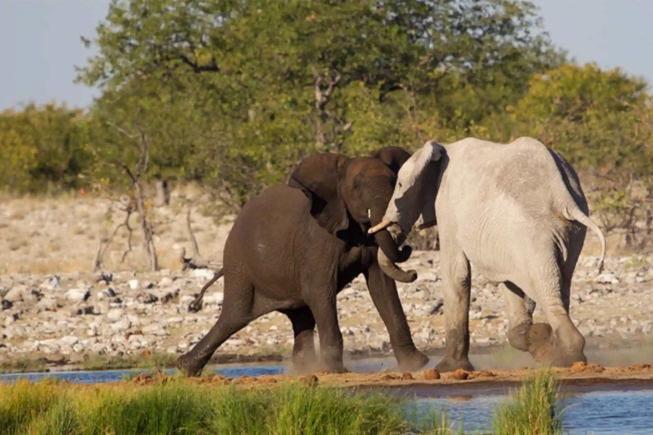 Incredible Facts About Elephants | Elephants Watching in Africa’s National Parks