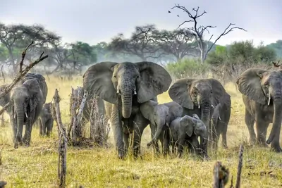 Incredible Facts About Elephants | Elephants Watching in Africa’s National Parks