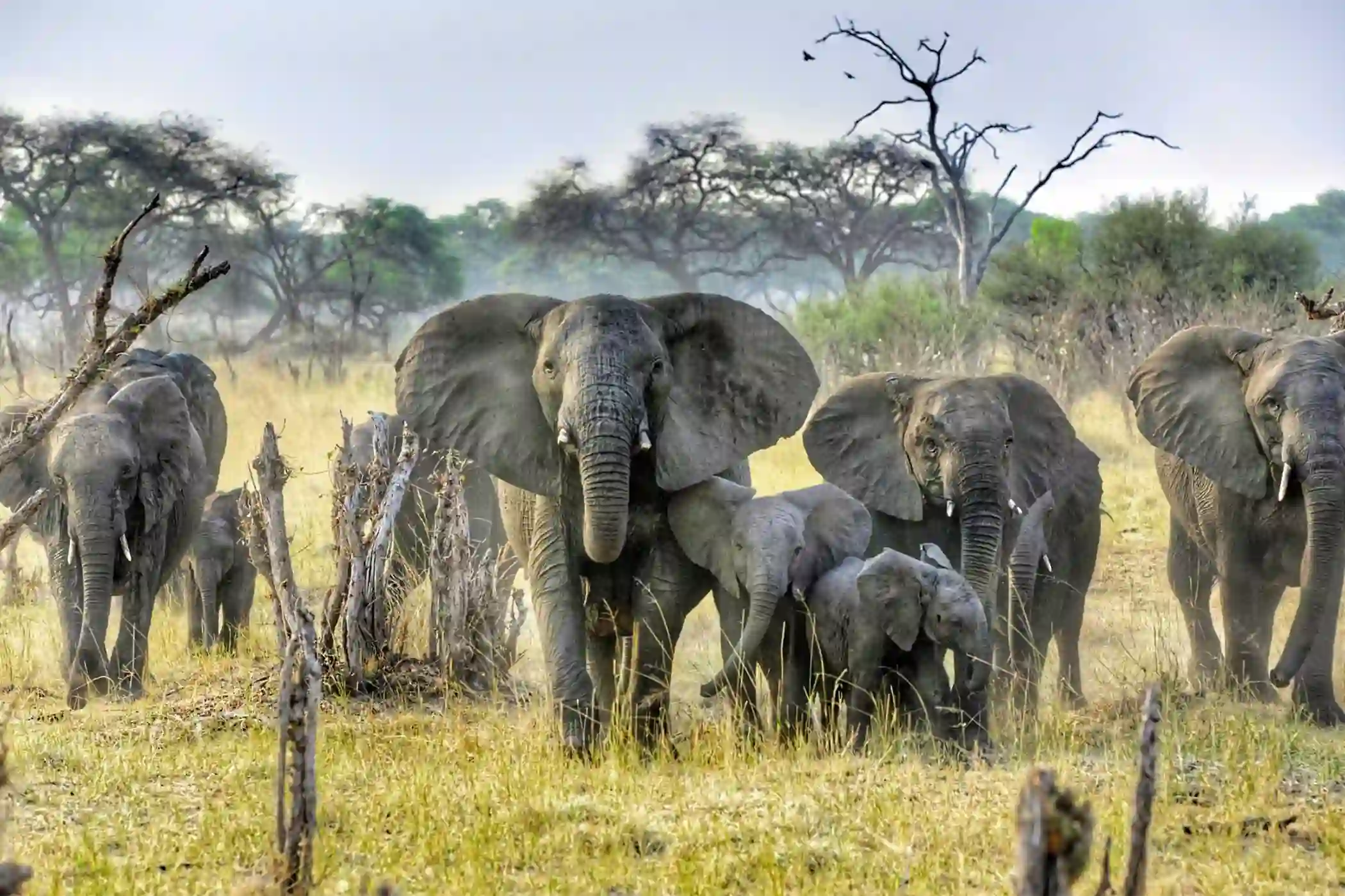 Incredible Facts About Elephants | Elephants Watching in Africa’s National Parks