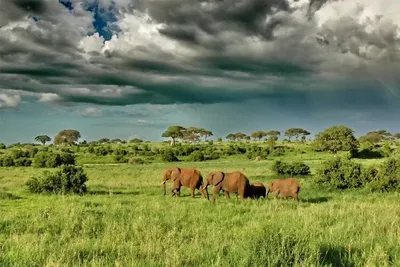 Incredible Facts About Elephants | Elephants Watching in Africa’s National Parks