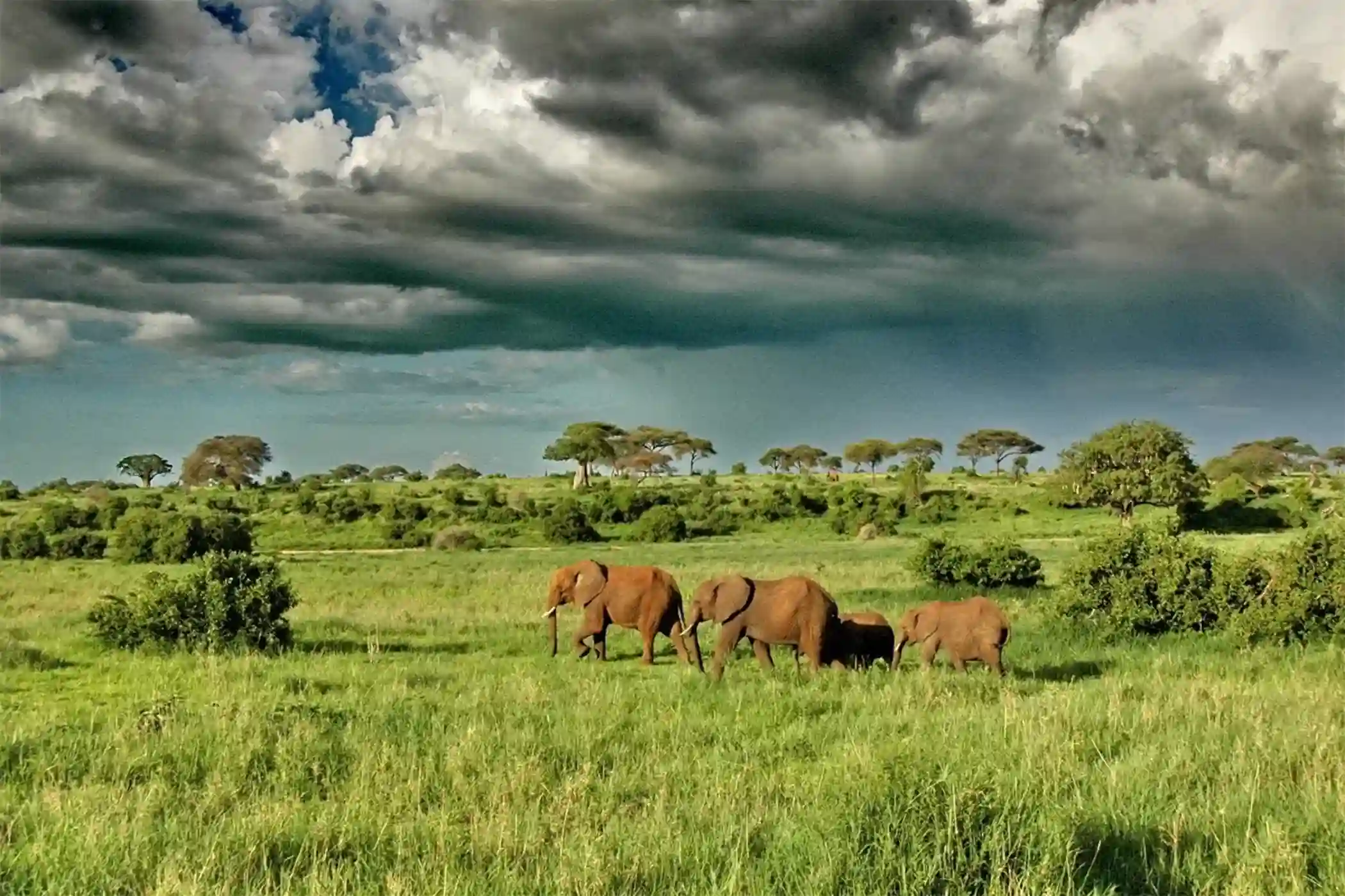 Incredible Facts About Elephants | Elephants Watching in Africa’s National Parks