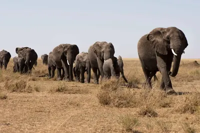 Incredible Facts About Elephants | Elephants Watching in Africa’s National Parks