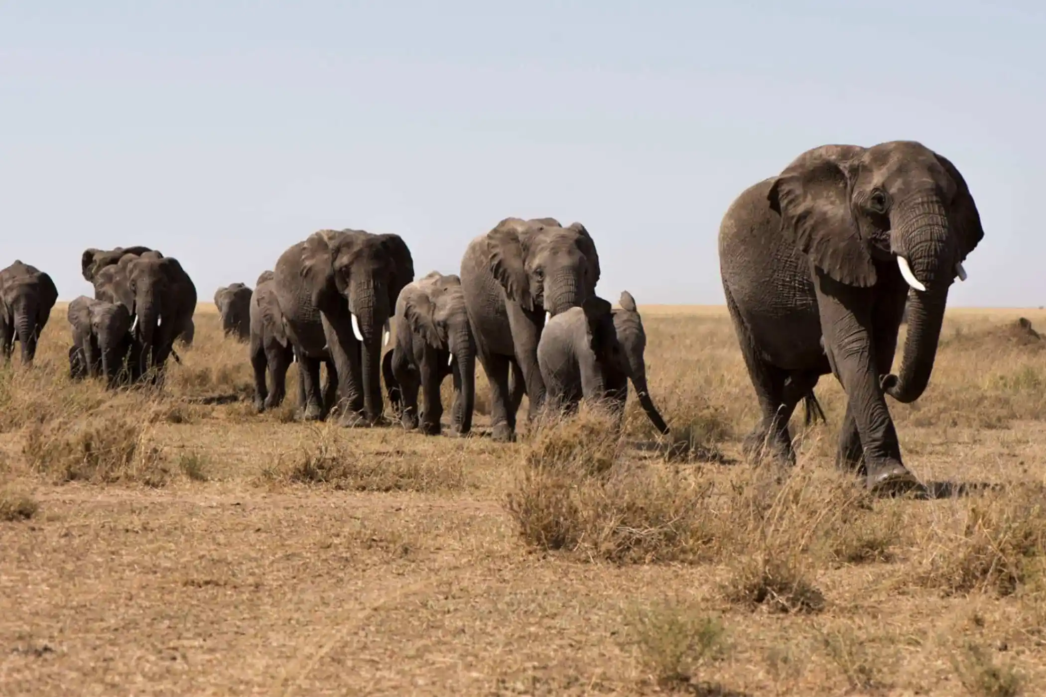 Incredible Facts About Elephants | Elephants Watching in Africa’s National Parks