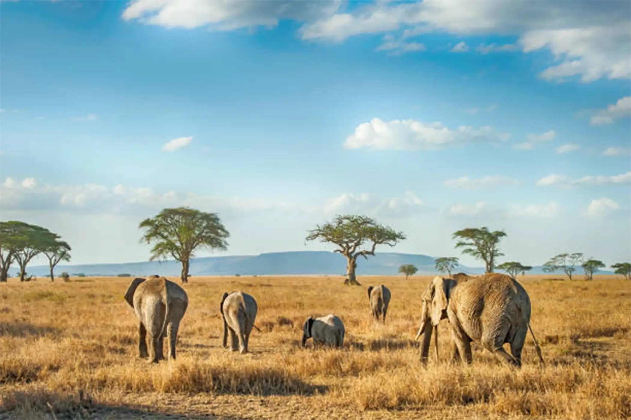 Incredible Facts About Elephants | Elephants Watching in Africa’s National Parks