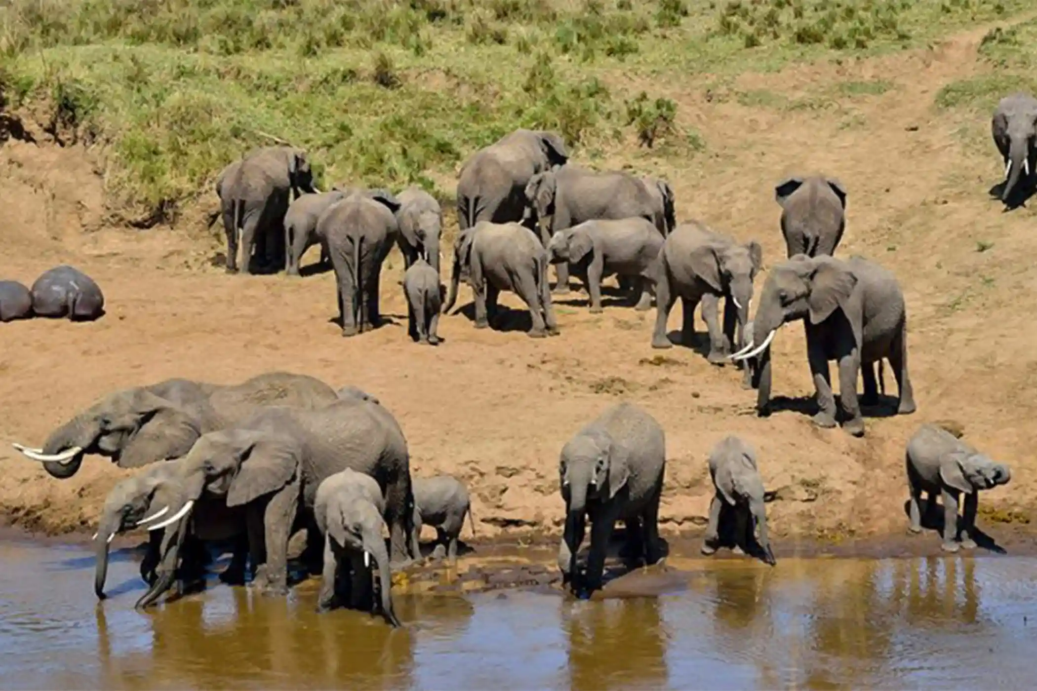 Incredible Facts About Elephants | Elephants Watching in Africa’s National Parks