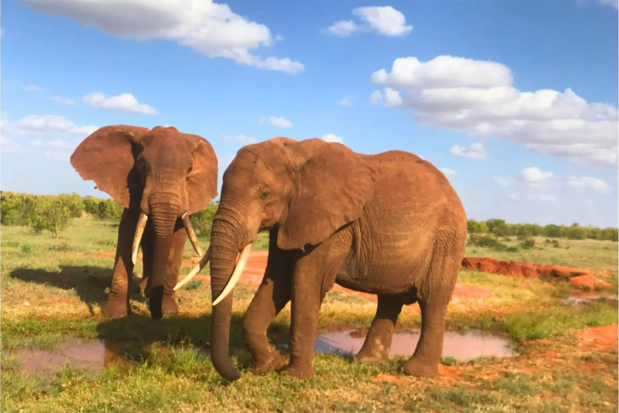 Incredible Facts About Elephants | Elephants Watching in Africa’s National Parks