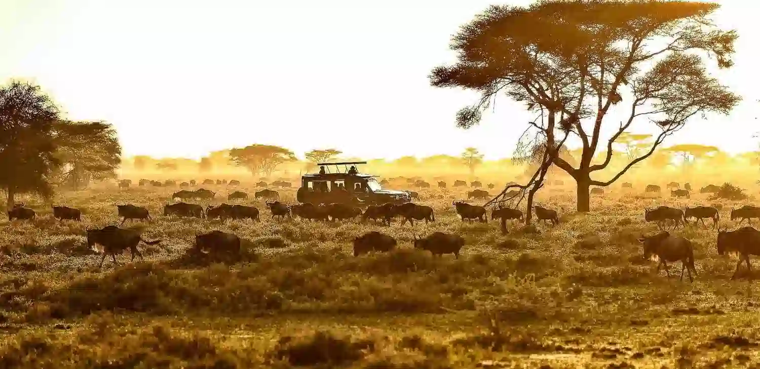 Serengeti ማሰስ