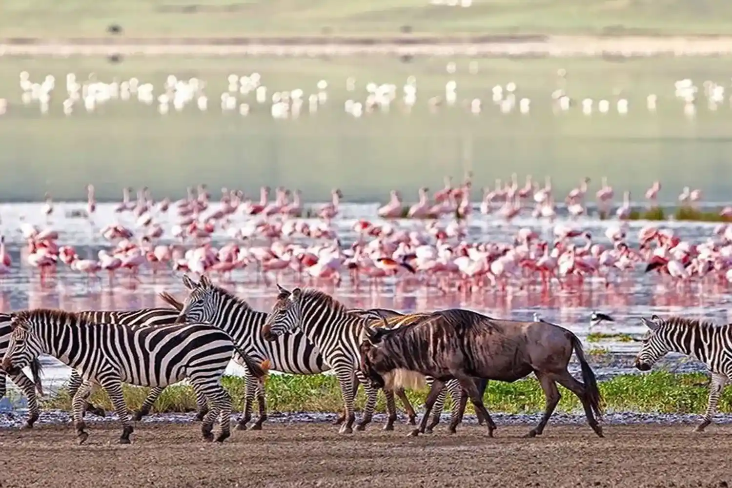 Excursió d'observació d'aus a Ngorongoro de 9 dies