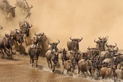 The Great Migration