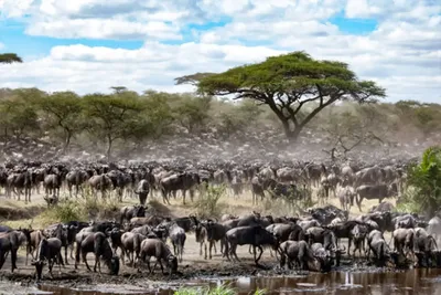 Serengeti migration safari