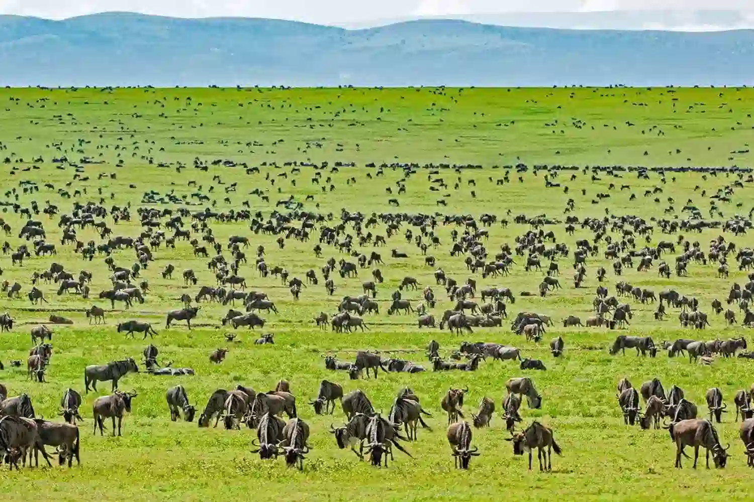 የታንዛኒያ ሳፋሪ ፓኬጆች