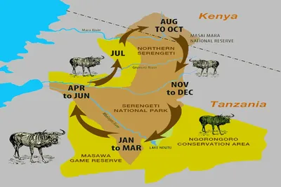 Serengeti migration map