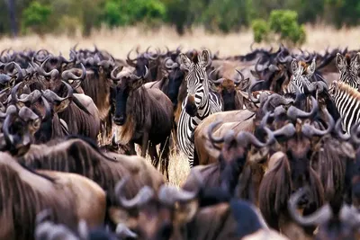 9-day Serengeti Wildebeest Migration Safari Package