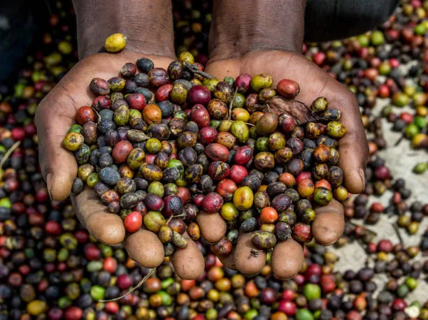 how is tanzania coffee