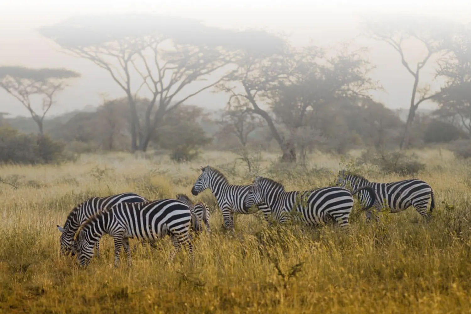How much is a Safari in Tanzania?
