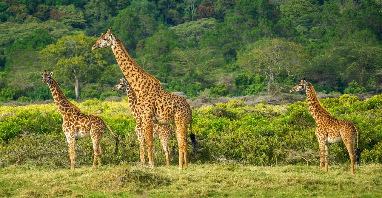 How Much Does a Tanzania Safari Cost