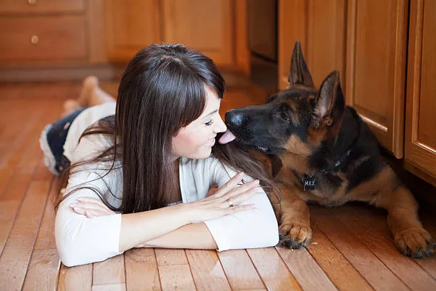 How To Buy German Shepherd Puppy