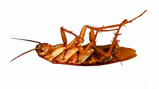 How To German Cockroach