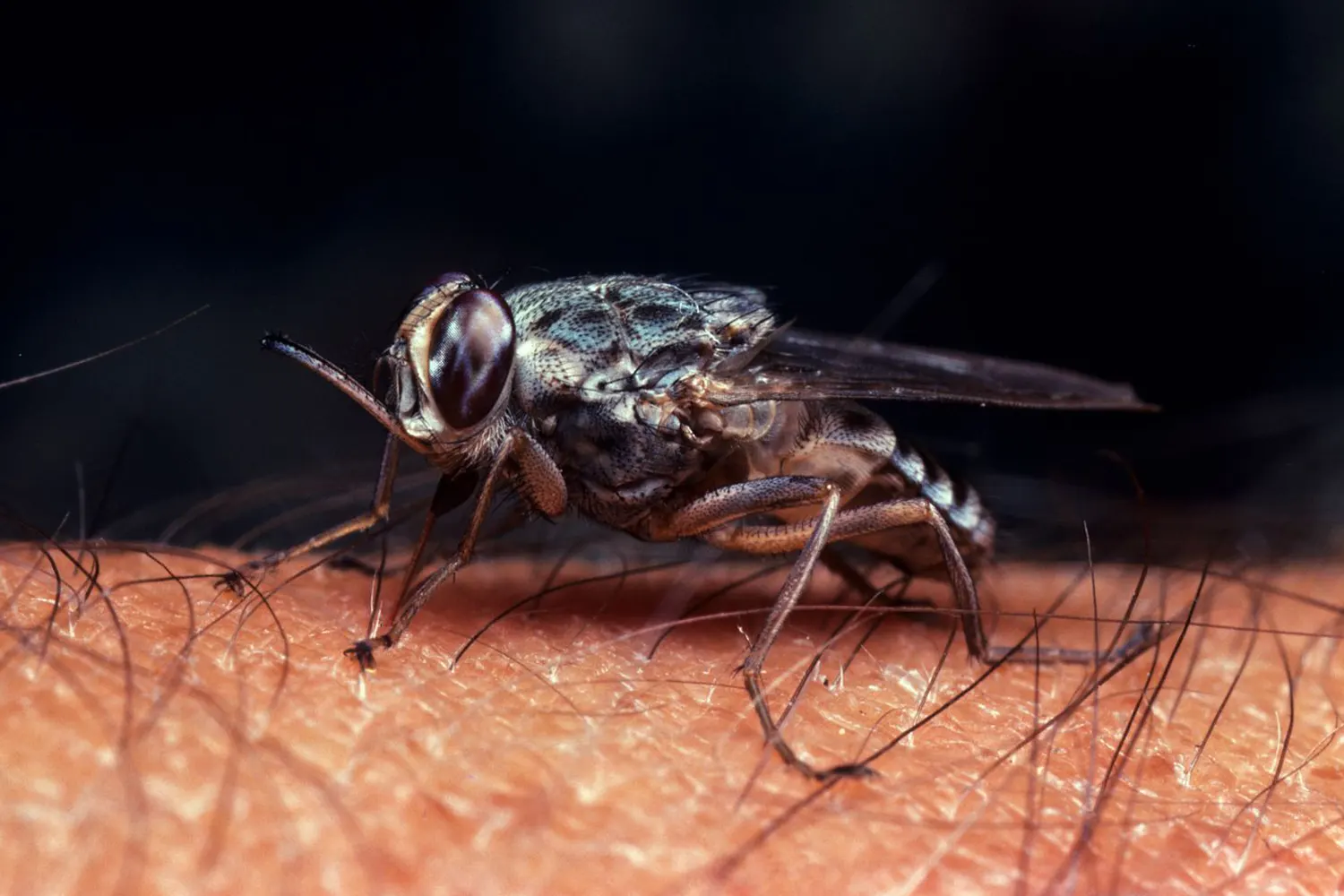 Insect Bite from Tsetse fly