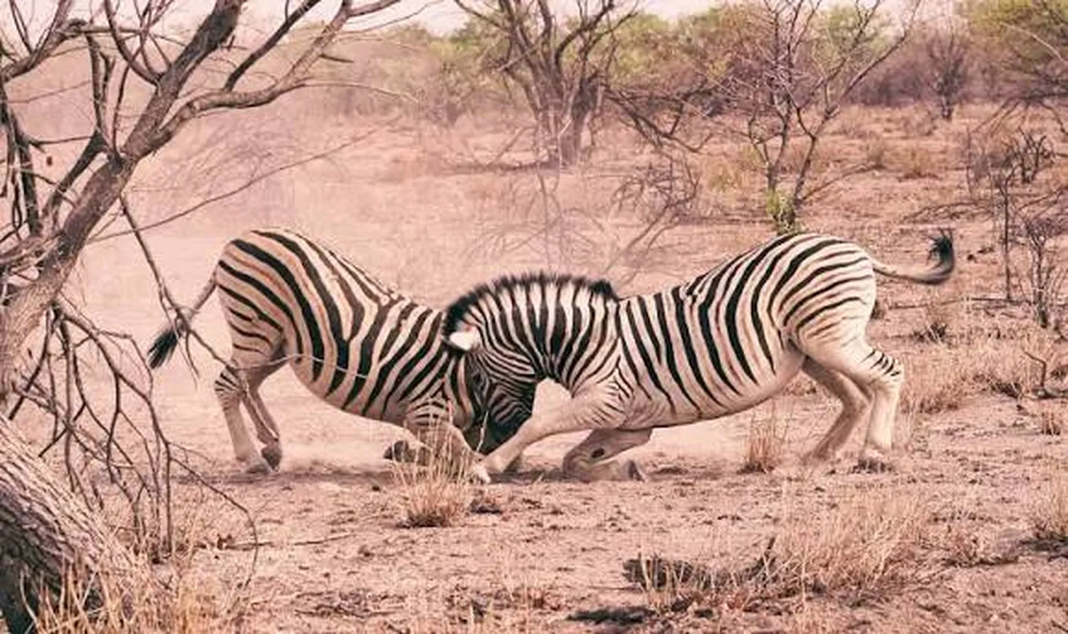 is a 6 day safari in Tanzania worth the money in 2026 and 2027
