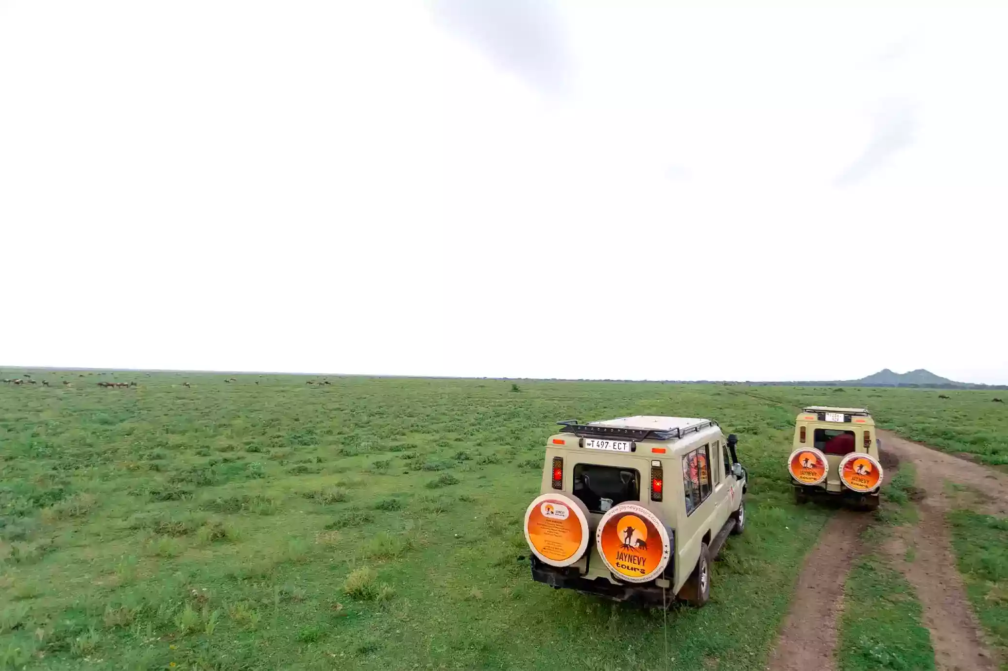 Two Jaynevy Tours Land Cruisers on the green short-grass plains of the Serengeti with wildebeest in the distance
