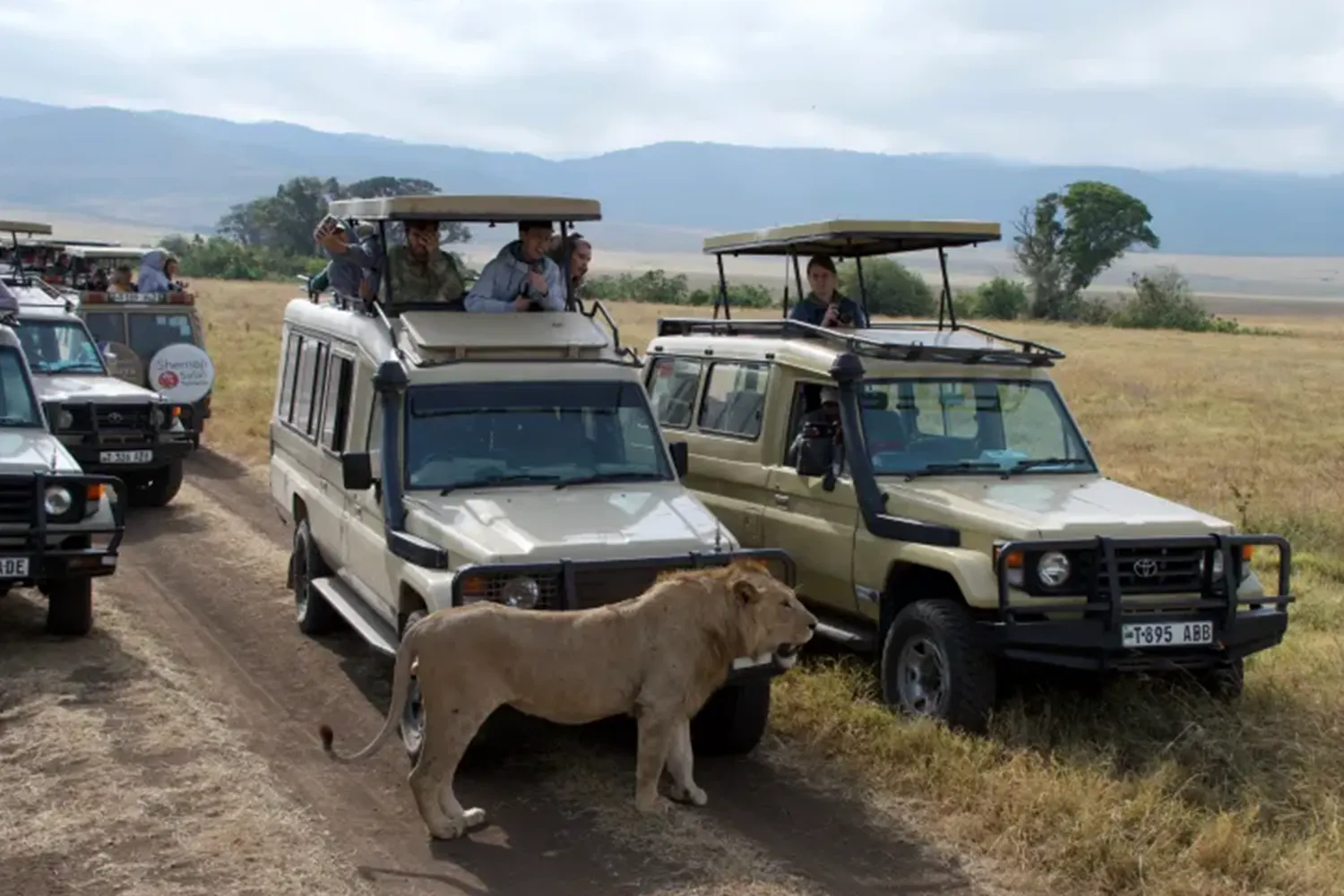 Safari compartit de 2 dies a Tanzània