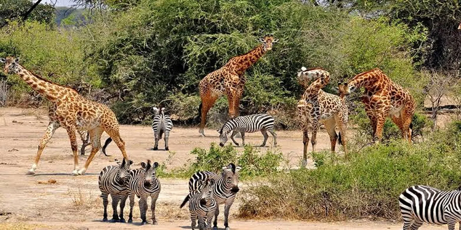 Hippos and wildlife around a shrinking river pool in Katavi National Park