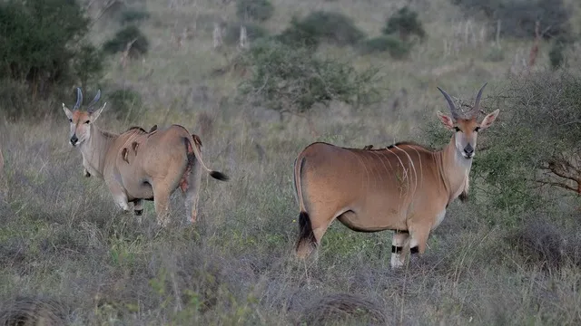 8-Day Katavi & Mahale Safari Itinerary