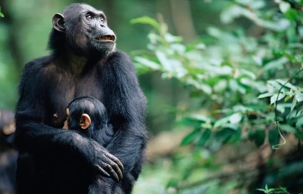 5-Day Katavi & Gombe Safari