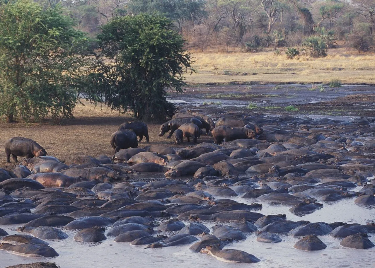 Hippos crowded in a pool in Katavi National Park