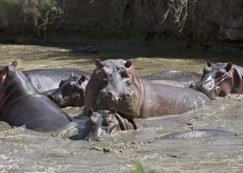 3-дневное доступное сафари в национальном парке Катави