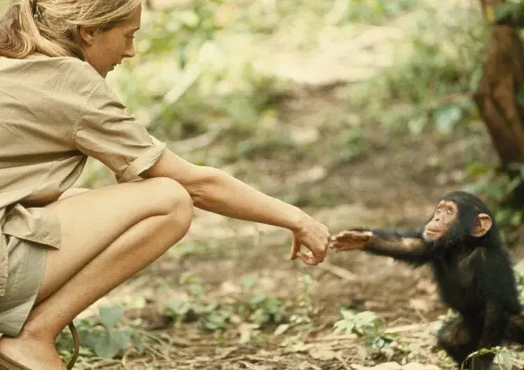 8-дневное сафари западного трассы