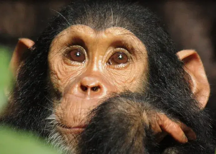 5-дневный тур по дикой природе Танзании с Гомбе