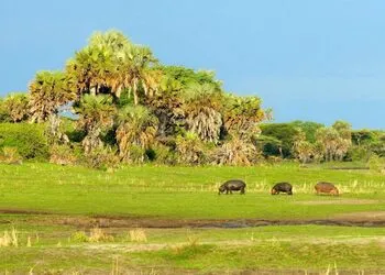 5-дневный сафари национального парка Катави