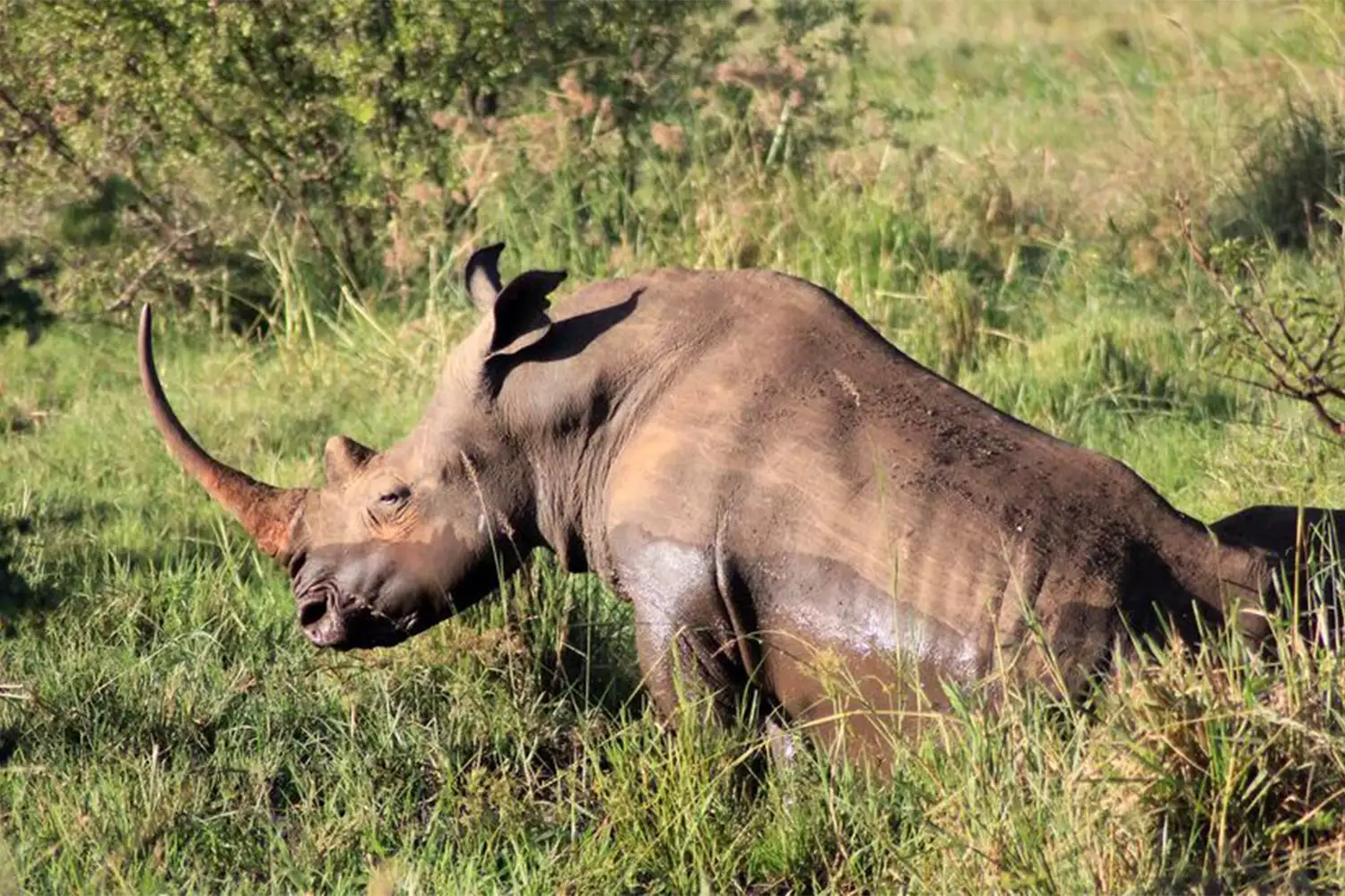 3-Day Meru Private Safari Tour