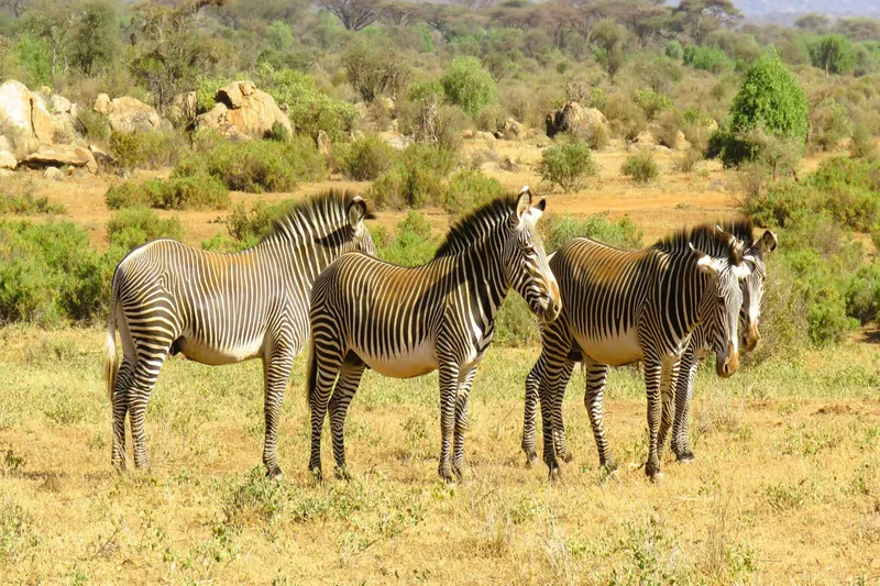 3-Day Samburu Safari Tour