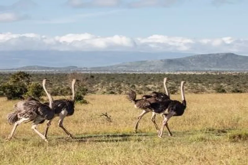 5-Day Samburu & Buffalo Springs Safari Tour