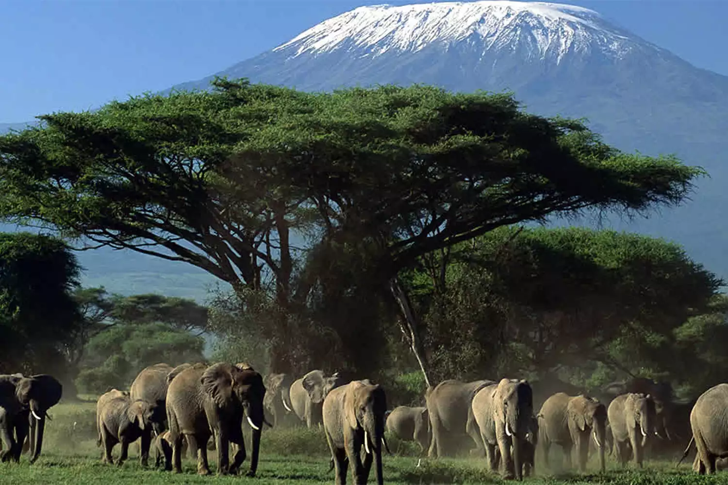 The Best Amboseli National Park Tour