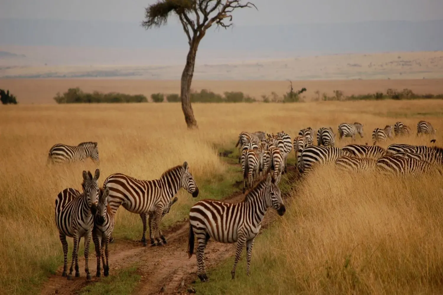 The Best Maasai Mara National Reserve Tour