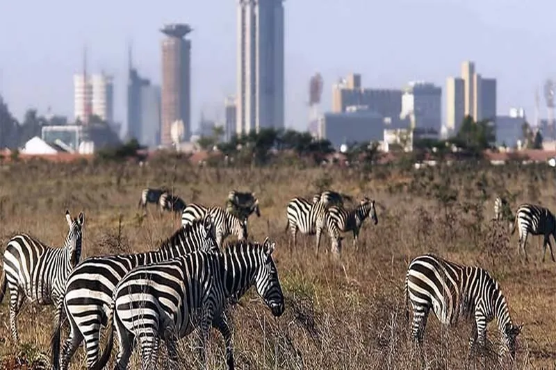 The Best Nairobi National Park Tour