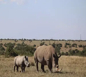 The Best Ol Pejeta Conservancy Tour in Kenya