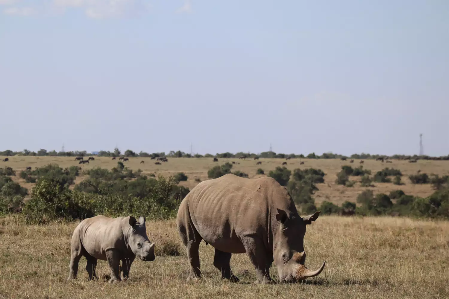 The Best Ol Pejeta Conservancy Tour