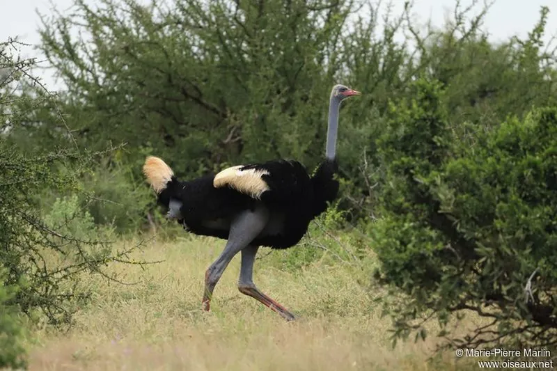 The Best Samburu National Reserve Tour