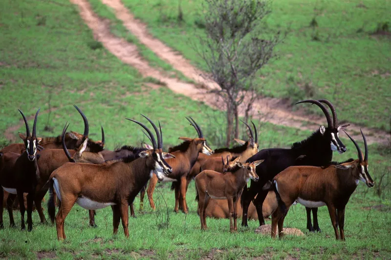 Best Shimba Hills National Reserve Tour