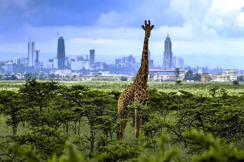 1-Day Nairobi National Park Safari Tour
