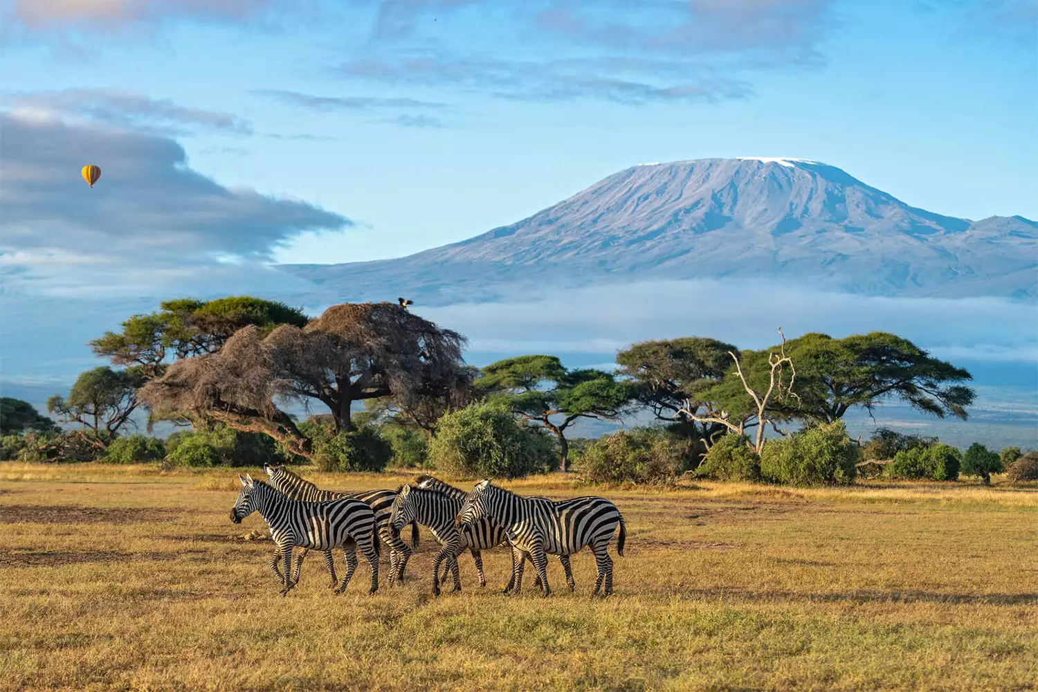 Best 3 Day Amboseli Safari Tour 2025 2026